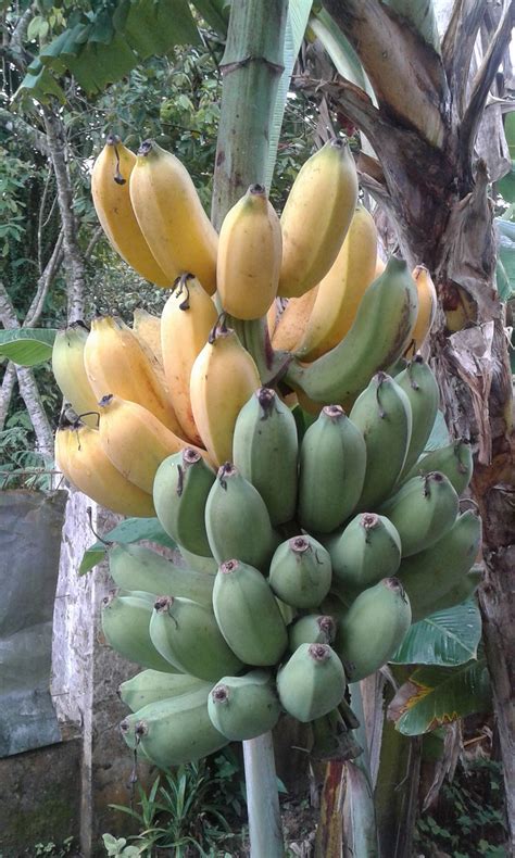 Pisang Raja Bulu – newstempo