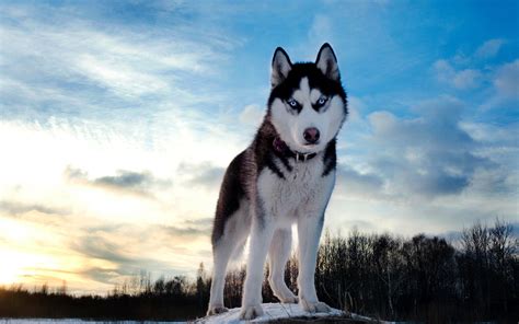 Tips for Training a Siberian Husky