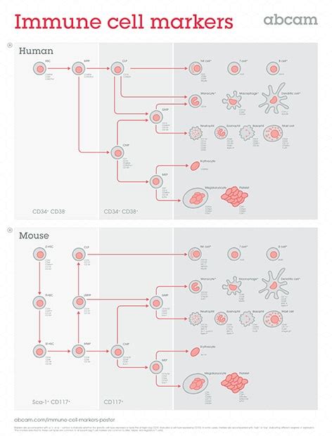 Immune cell markers poster | Abcam