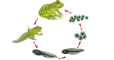 life cycle of a frog diagram - Lesha Goforth