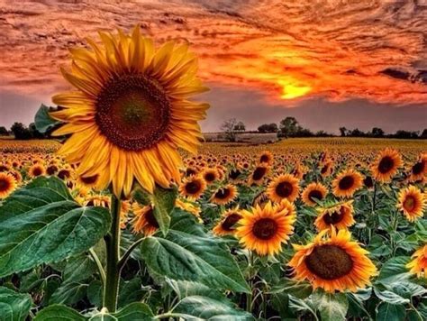 Sunflowers At Sunset Wallpapers - Wallpaper Cave