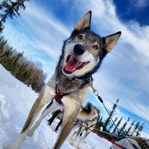 Alaskan Husky Sled Dog Tour - Just Short of Magic