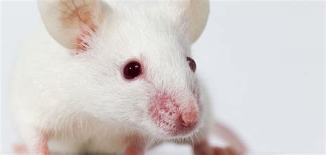 Albino Mouse - Facts About Albino Mice In Science And As Pets