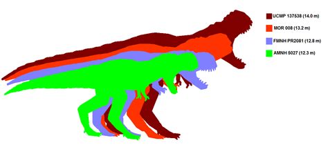 Image - Tyrannosaurus size comparrison.png | Prehistoric Wiki | FANDOM ...