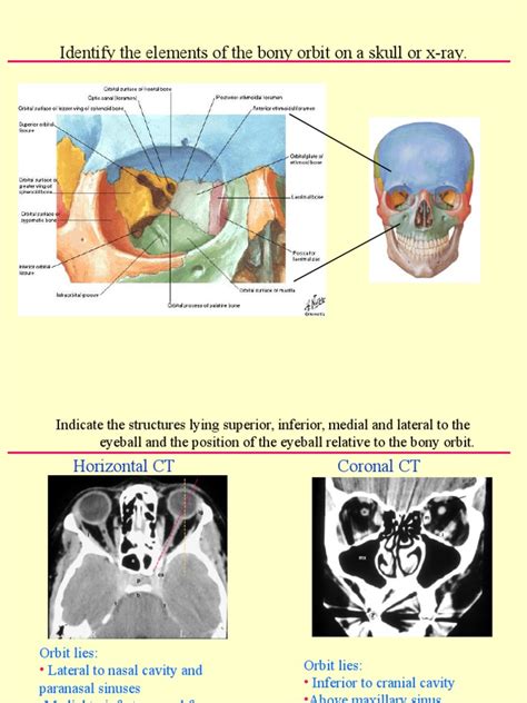 Eye & Orbit | Human Anatomy | Neurology