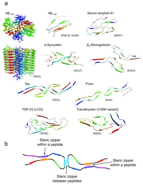 Structures of amyloid fibrils composed of longer polypeptide chains ...