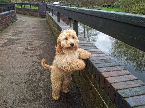 Cockapoo, Cocker Spaniel Poodle Mix - SpockTheDog.com