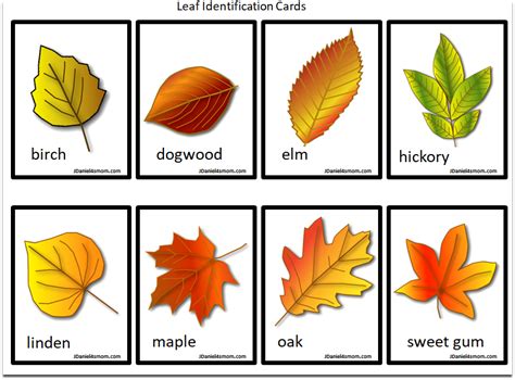 Leaf Identification Chart Printable - Printable Word Searches