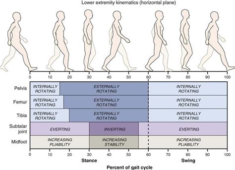 Assessment of Gait | Musculoskeletal Key