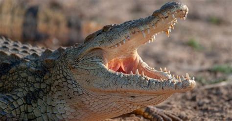 Discover The Largest Nile Crocodile Ever - A-Z Animals