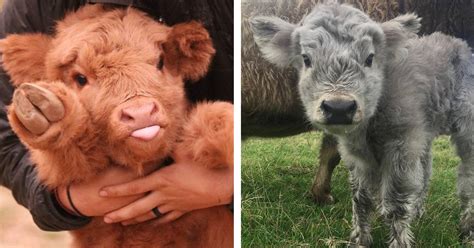 20+ Adorable Photos of Fuzzy Highland Cattle Calves