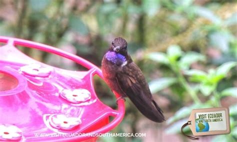 Birdwatching Mindo (12) - Visit Ecuador and South America