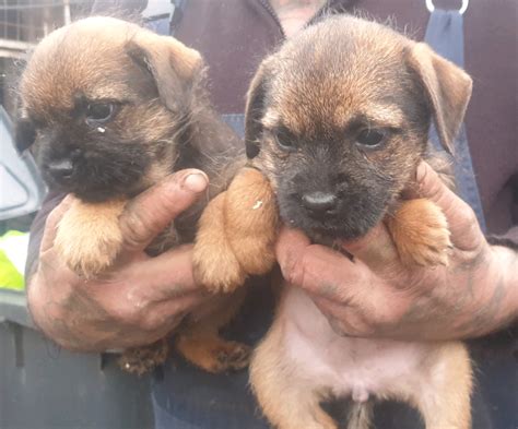 Border Terrier Puppies for sale!! | in Burntwood, Staffordshire | Gumtree