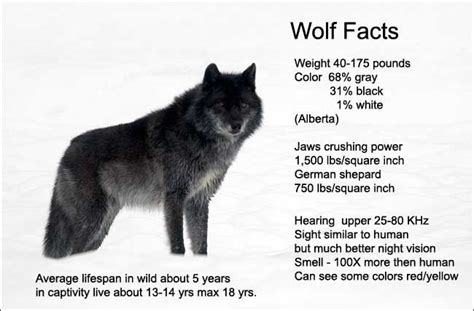 Gray Wolf 10 Facts