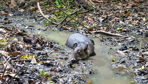 Osa Peninsula Wildlife