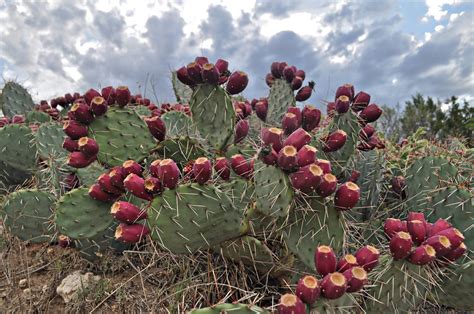 Prickly Pear Cactus - Wilder Good