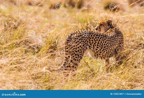 Cheetah Hunting in the Wild Stock Image - Image of beautiful, brown ...