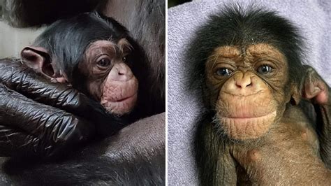 Viral Facebook video shows chimpanzee mama and her baby cuddling ...