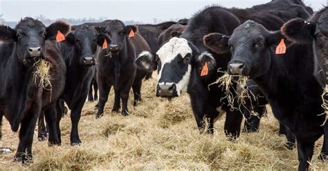 What is cattle farming, and what are its benefits? - Lifestyle News