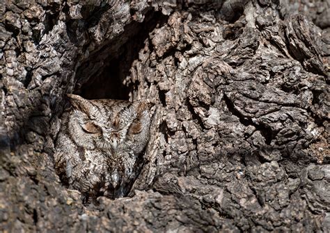 These Amazing Images Show How Good Bird Camouflage Can Be | Audubon