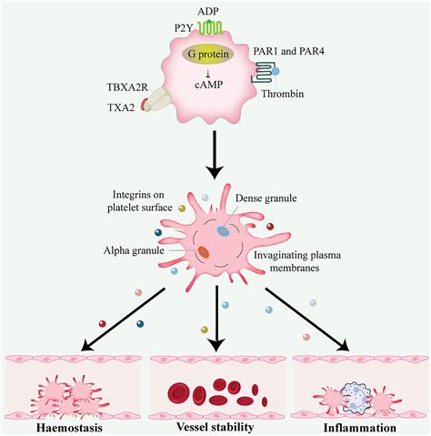 Platelets Function