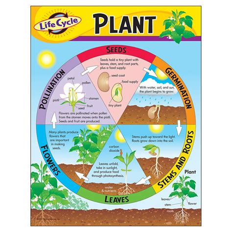 Life Cycle of a Plant Learning Chart, 17" x 22" - T-38179 | Trend ...