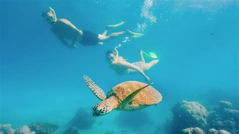 Tiket Green Island Snorkelling & Glass Bottom Boat from Cairns Harga ...