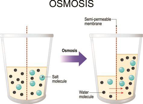 Osmosis Diagram Labeled