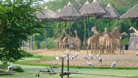 10 Zoos In Thailand That Let You Witness The Thai Wildlife!