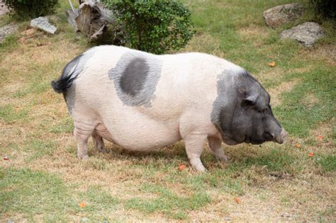 Hampshire Pig: Origin, Characteristics + Common Uses on Small Farms