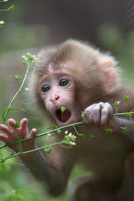 Tasting | Cute animals, Cute baby animals, Cute baby monkey