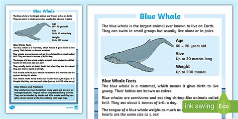 Blue Whale Fact Sheet - Display Poster (Teacher-Made)