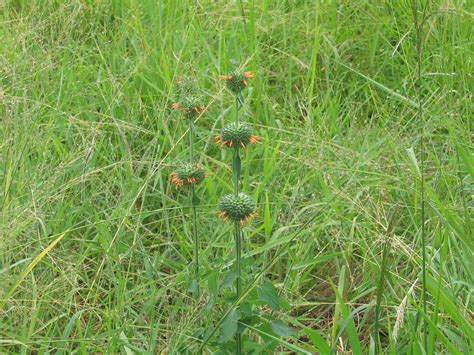 plant - spikey ball 2 | Klip Dagga, Leonotis nepetifolia, in… | Flickr