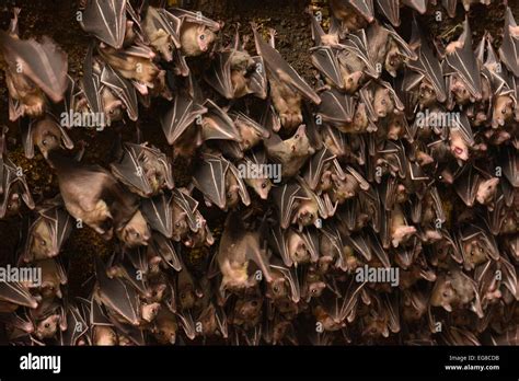 Egyptian Fruit Bat (Rousettus aegytiacus) colony roosting in mouth of ...