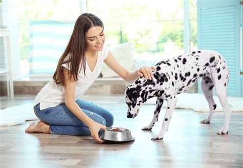 6 Tips For Introducing Your Dog To A New Dog Food