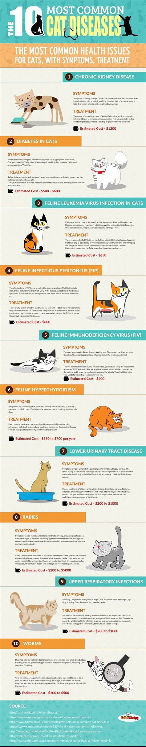 Understand the 10 most common Cat Diseases - Katzenworld Vet Tech ...