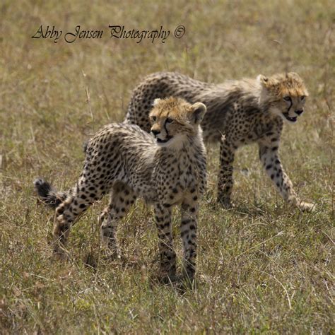 Cheetah Cubs – Jensen Photography