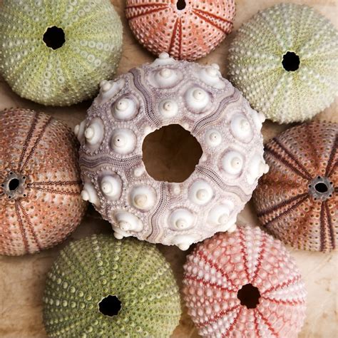 Goodinfo: Sea Urchin Shell Composition