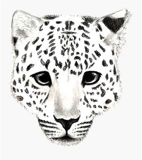 Amur Leopard Drawing - Easy Drawing Of Snow Leopard, HD Png Download ...