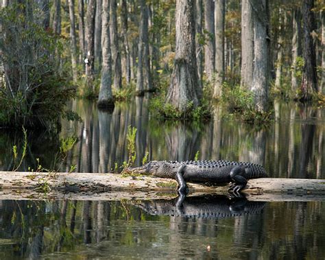 Alligator Swamp Stock Photos, Pictures & Royalty-Free Images - iStock