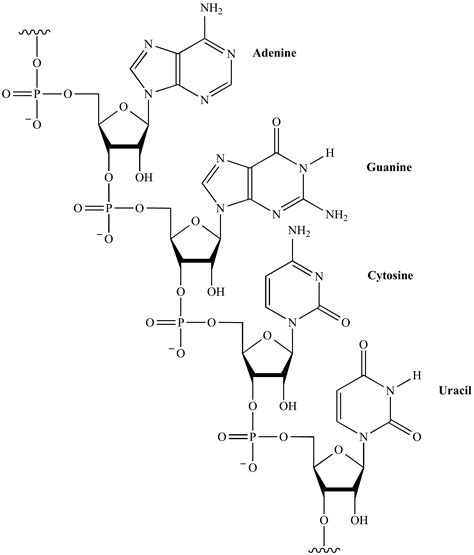 Nucleotide Molecule Structure