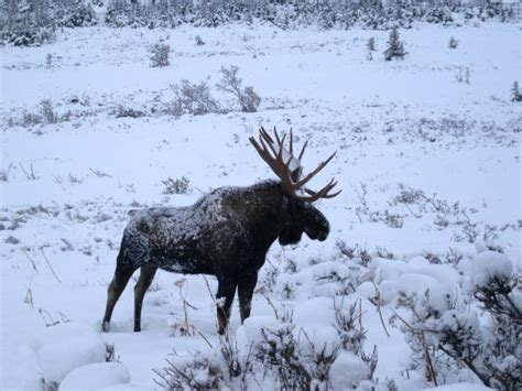 Alaska Moose Federation hits brakes on roadkill salvage program ...