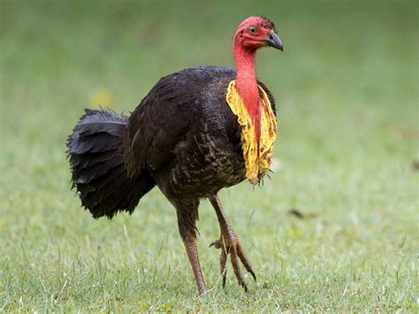 Australian Brushturkey - eBird