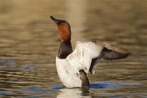 Diver Ducks Hunting | Fin & Field