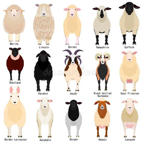 Sheep Chart With Breeds Name Stock Vector - Illustration of east ...