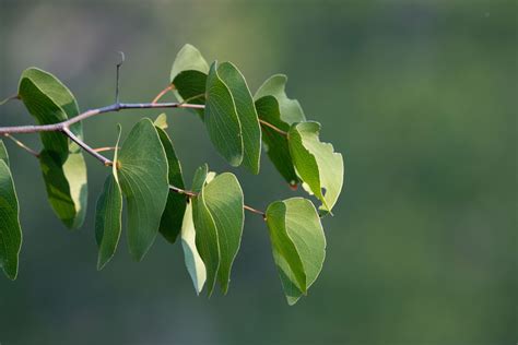 The Big Five (No, not that Big Five) - #3: The Mopane Tree | Abelana ...