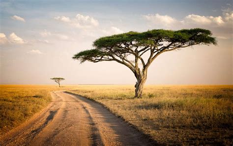 Serengeti National Park Wallpapers - Wallpaper Cave