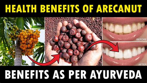 Health benefits of Arecanut | Importance of Betelnut (Areca Nut ...