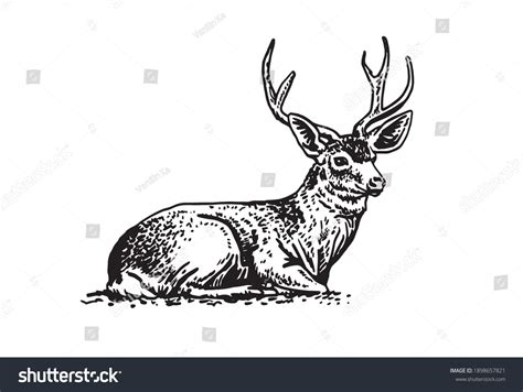 Graphical Vector Deer Sitting Isolated On Stock Vector (Royalty Free ...