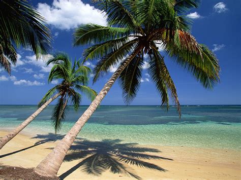 Coconut Palm Tree, Pictures & Facts on Coconut Palm Trees